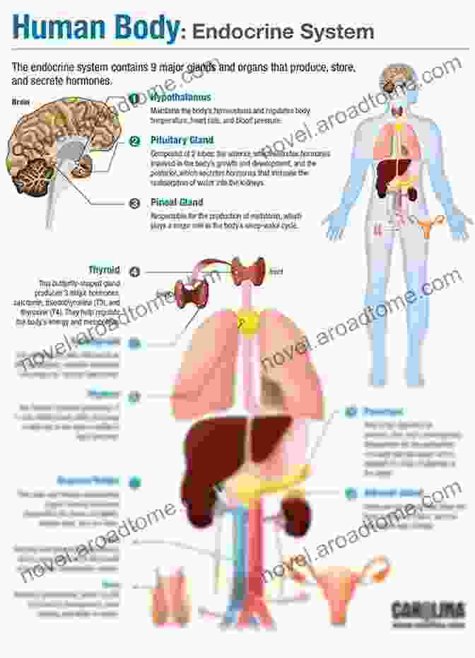 Illustration Of The Endocrine System An Herbalist S Guide To Reversing Diabetes: Navigating Conflicting Information About Diabetes Type 2 And Healthy Eating