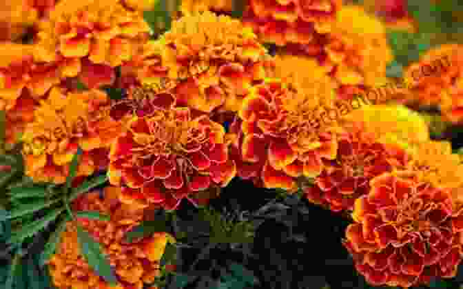 Marigolds With Vibrant Orange And Yellow Petals The Ultimate Daisies Flower Photo Book: A Closer Look To These Flowers That Open Their Petals At Daytime And Lower It During The Night