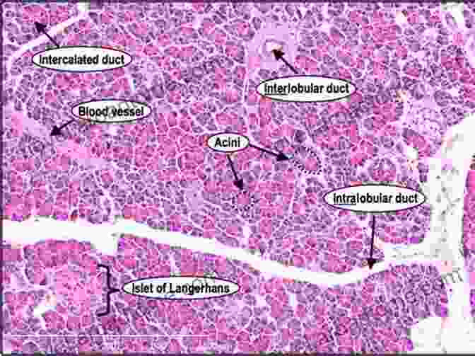 Microscopic Image Of Pancreatic Cells An Herbalist S Guide To Reversing Diabetes: Navigating Conflicting Information About Diabetes Type 2 And Healthy Eating