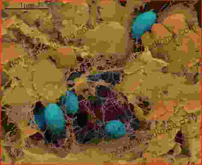 Microscopic Image Revealing The Diverse Microbial Life Within Soil, Emphasizing The Importance Of Soil Ecology And Soil Health. To The Biogeochemistry Of Soils