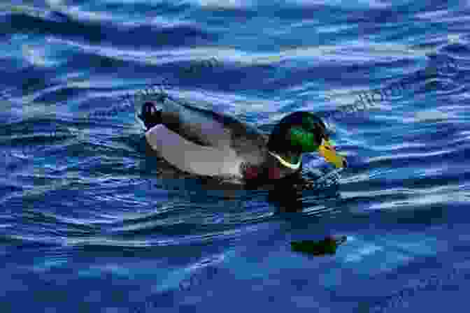 Photo Of Swimming Ducks What S Up Duck?: A Of Opposites (Duck Goose)