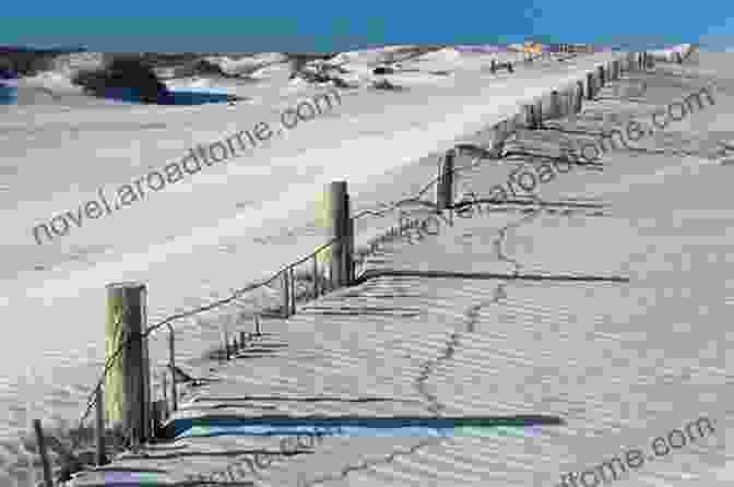 Photograph Of Assateague Island Dunes Chincoteague And Assateague Islands (Images Of America)