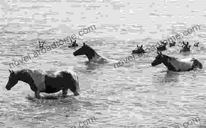 Photograph Of The Chincoteague Pony Swim Chincoteague And Assateague Islands (Images Of America)