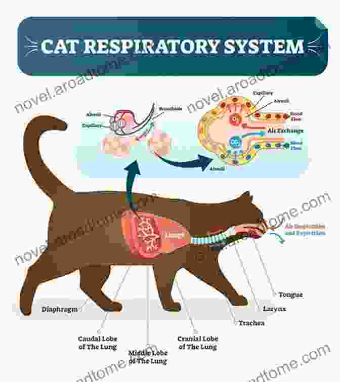 Physiological Processes In A Cat Anatomy And Physiology Of Domestic Animals