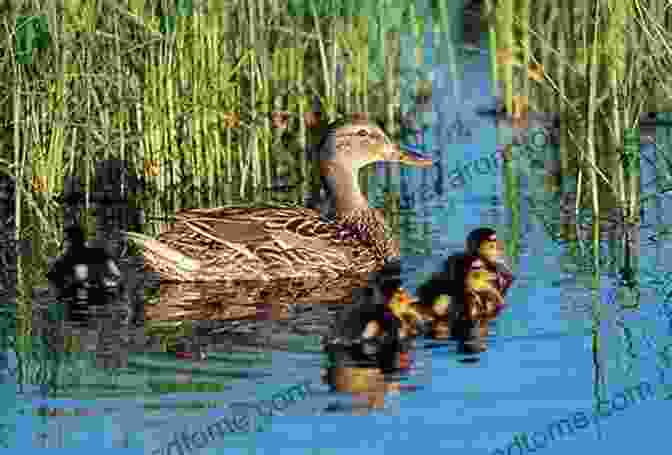 Protecting Waterfowl Habitats What S Up Duck?: A Of Opposites (Duck Goose)