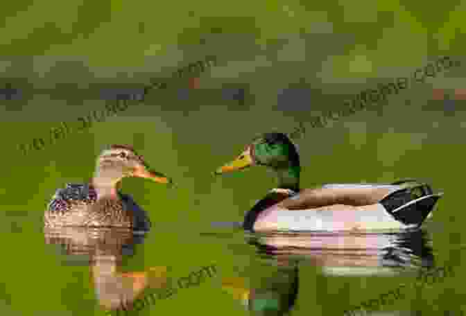 Quacky The Mallard What S Up Duck?: A Of Opposites (Duck Goose)