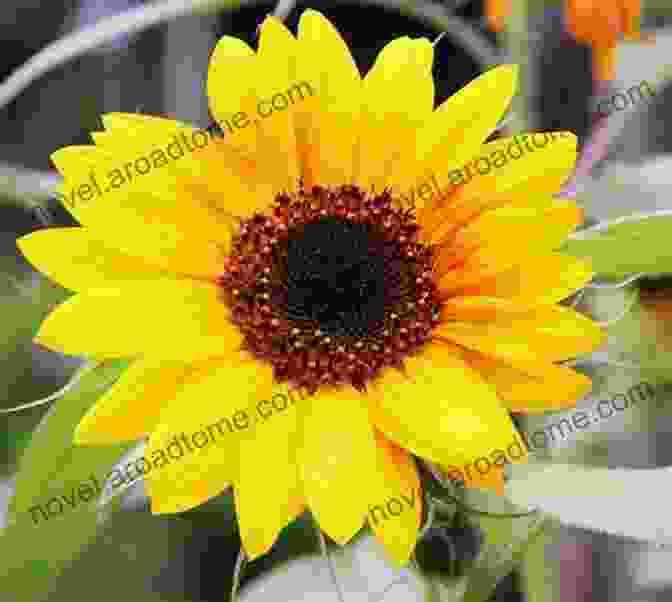 Sunflower With Bright Yellow Petals And A Dark Center The Ultimate Daisies Flower Photo Book: A Closer Look To These Flowers That Open Their Petals At Daytime And Lower It During The Night