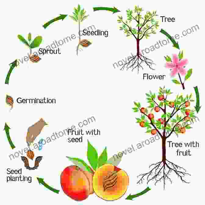 The Beauty Of Flowering And The Development Of Fruits, The Culmination Of A Plant's Life Cycle Seed Sprout Fruit (First Graphics: Nature Cycles)