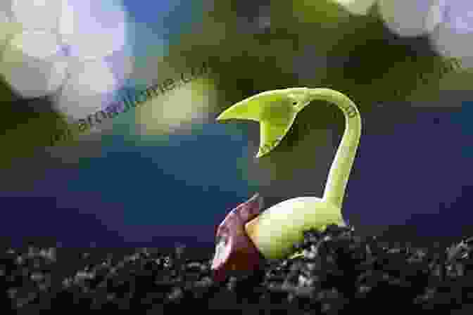 The Miracle Of Seed Germination, From A Tiny Seed To A Vibrant Seedling Seed Sprout Fruit (First Graphics: Nature Cycles)