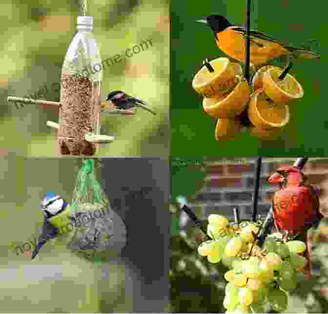 The Picture Of Birds At Your Feeder The Picture Of Birds At Your Feeder: Activity For Seniors With Dementia Alzheimers Impaired Memory Aging Caregivers (Discreet Picture Book)