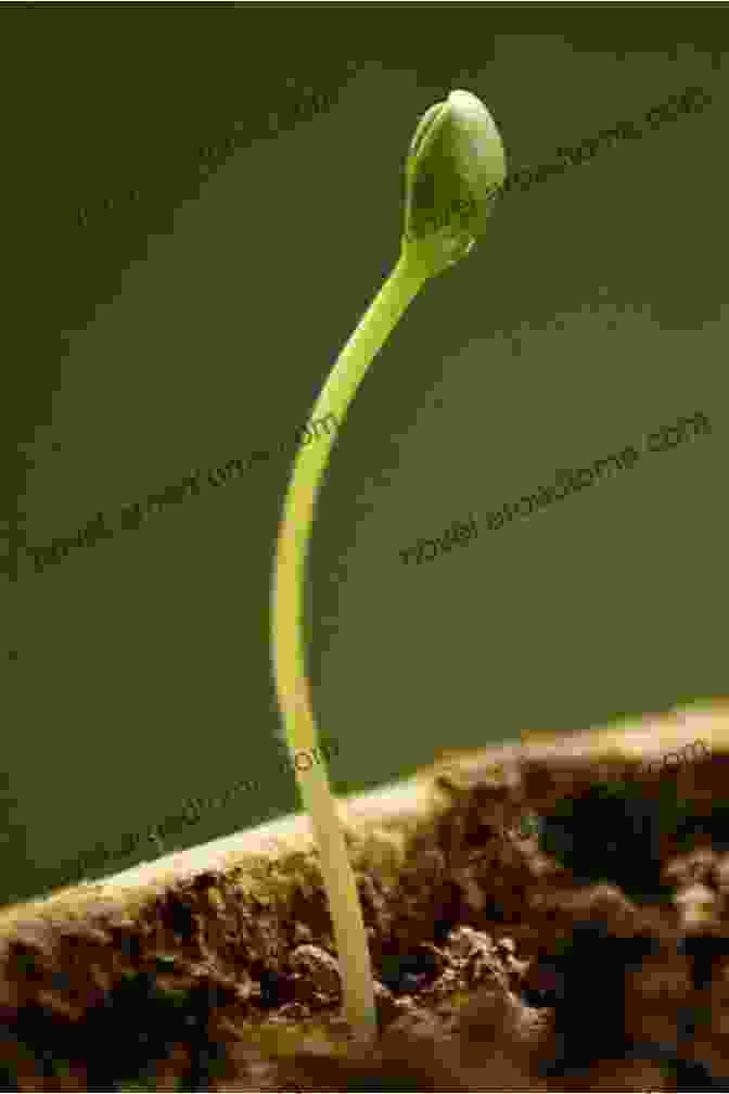 The Transformation Of A Sprout Into A Sapling, With True Leaves, A Stronger Stem, And An Expanding Root System Seed Sprout Fruit (First Graphics: Nature Cycles)