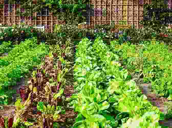 Two Rows Of Plants Growing Next To Each Other In A Garden Growing A Green Thumb