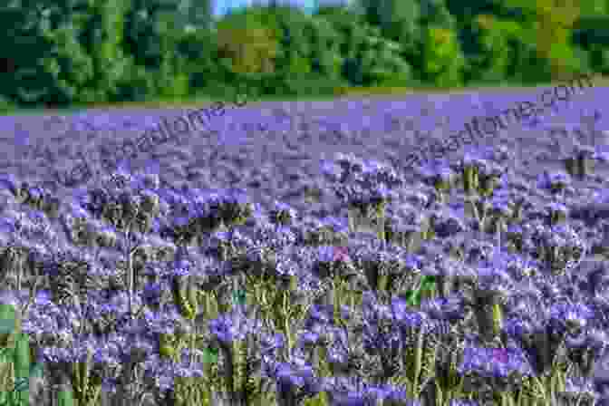 Vibrant Borage Flowers In A Field The Ultimate Marigold Flower Photo Book: An Annual Herb With Pale Green Leaves And Golden Yellow Or Orange Flowers