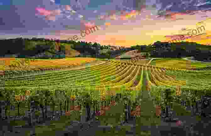 Vineyard At Sunset In New York Circle Of Vines: The Story Of New York Wine (Excelsior Editions)