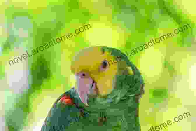 Yara, A Young Indigenous Girl, Surrounded By Yellow Headed Parrots In The Rainforest Yara And The Yellow Headed Parrots (Yara S Rainforest 3)