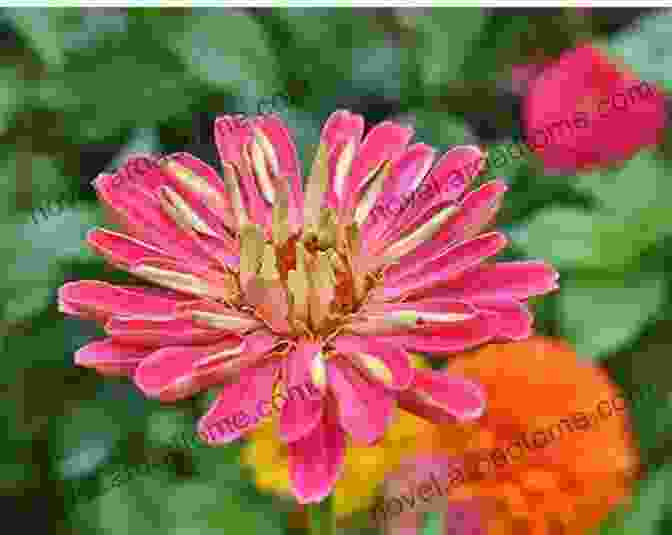 Zinnia With Colorful, Daisy Like Petals The Ultimate Daisies Flower Photo Book: A Closer Look To These Flowers That Open Their Petals At Daytime And Lower It During The Night