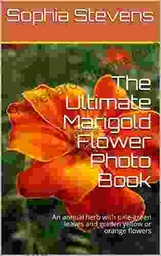 The Ultimate Marigold Flower Photo Book: An Annual Herb With Pale Green Leaves And Golden Yellow Or Orange Flowers